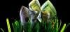 Image for 5 Secrets to Keeping Your Business Alive and Thriving