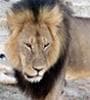 Featured image for Why Big Game Hunters Want Trophies
