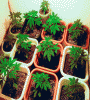 Featured image for Day With A Marijuana Farmer