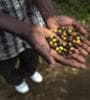 Featured image for Coffee, The Black Gold Of Haiti, Is Hot Again