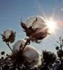 Featured image for As farmers move from cotton to corn, jobs are lost