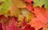 Featured image for Celebrating fall foliage around the U.S.