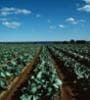Image for Black Farmers Closer to US Settlement