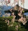Image for Enjoy a Journey Through Japan!