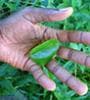 Featured image for Why You Should Start an Indoor Garden