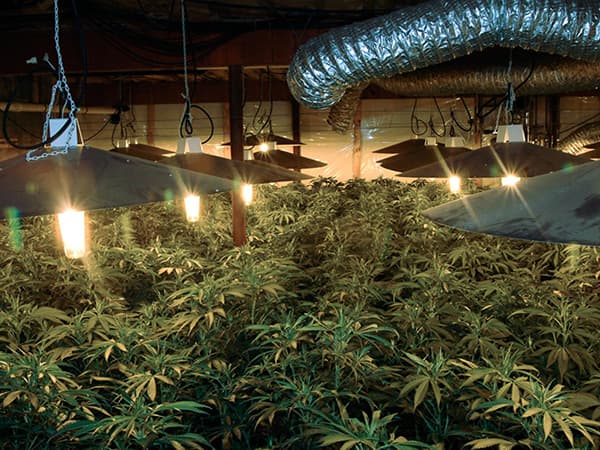 Featured image for A Growing Problem: Lightening the Carbon Footprint of Cannabis Farms