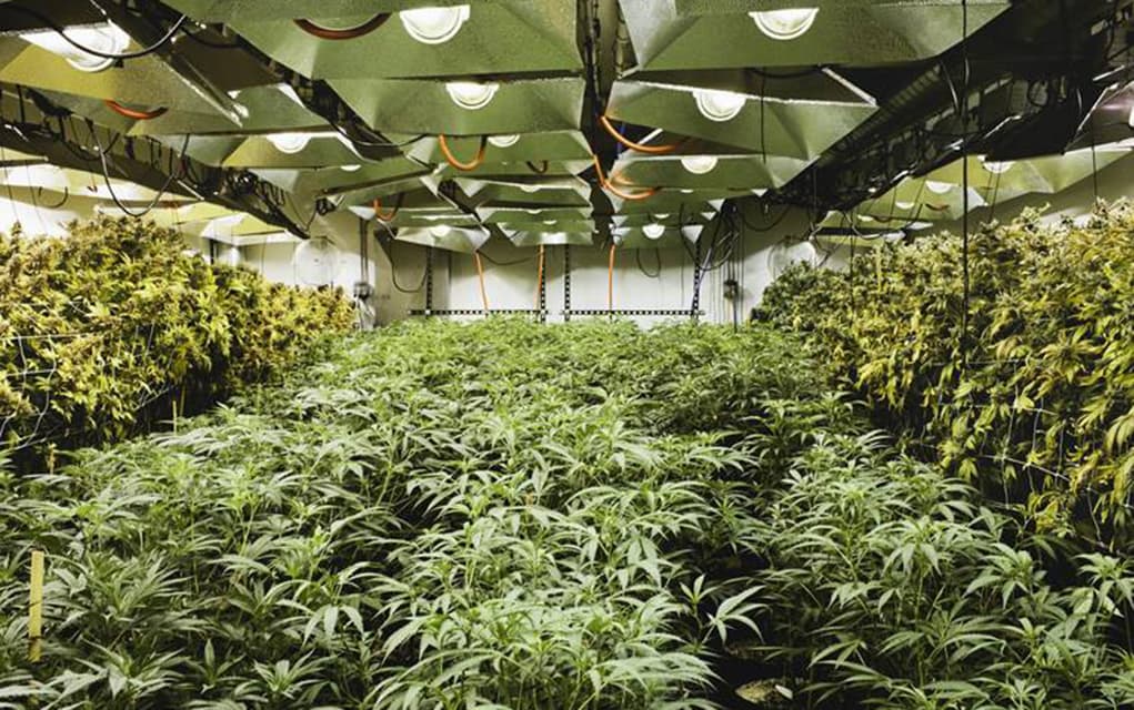 Featured image for As Cannabis Market Heats Up, Scientists Race to Build ‘Weed Biofactories’