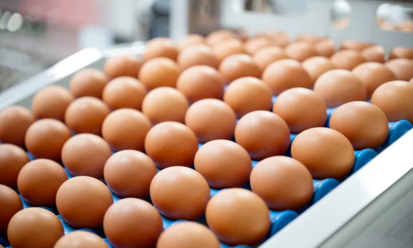 eggs recalled Salmonella