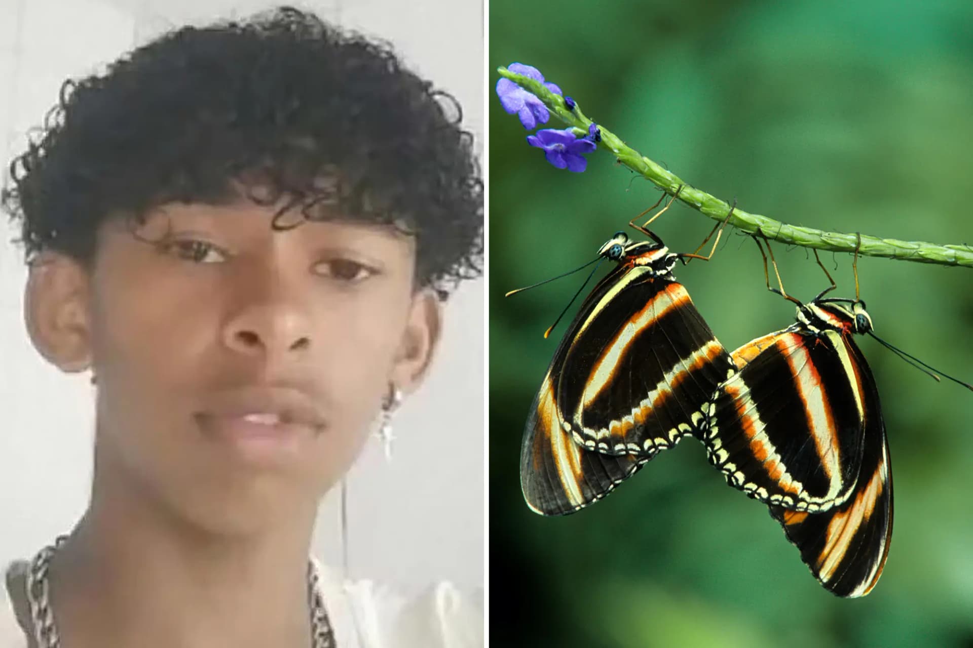 Featured image for Brazilian Teen Dies After Butterfly Injection – Deadly Social Media Trend