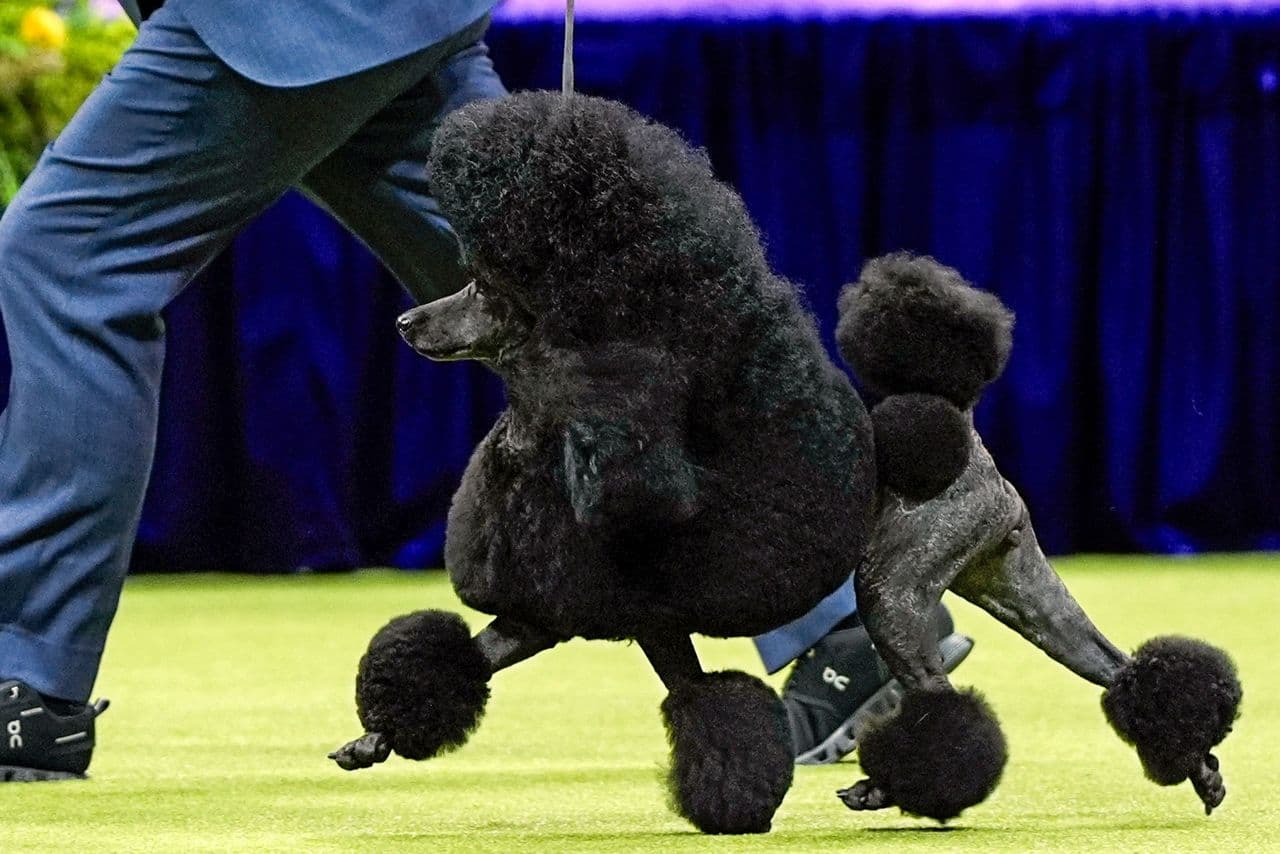 Featured image for Westminster Kennel Club Dog Show 2025: Dates &#038; Details