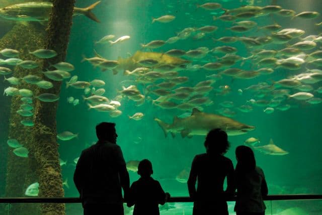 Audobon Aquarium Louisiana