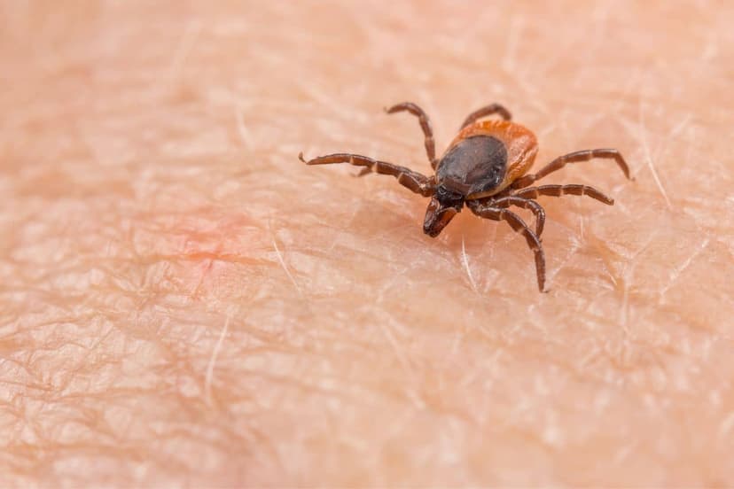 Tick-Borne Illnesses