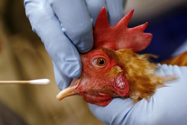 H5N1 Bird Flu