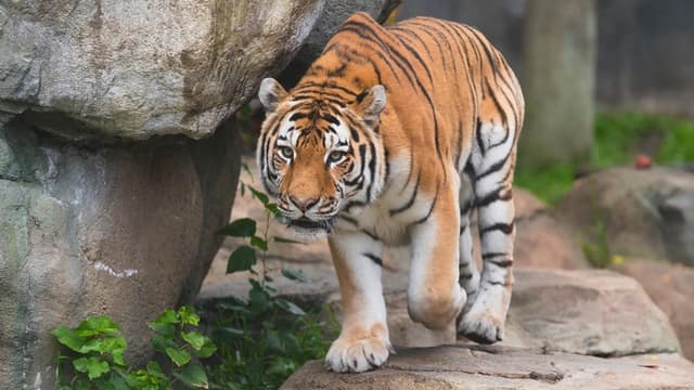 Amur Tiger Pavel