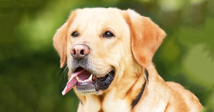 dogs