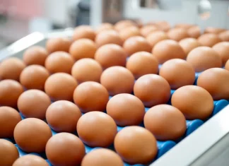 Canada Affected Egg Brands: Eggs Recalled over Salmonella Concerns eggs recalled Salmonella