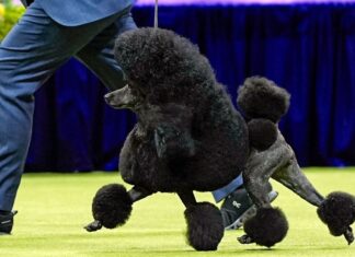 Westminster Kennel Club Dog Show 2025: Dates & Details Westminster Kennel Club