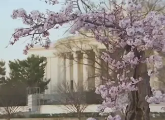 DC’s Cherry Blossoms Reach Stage 5: Peak Bloom Coming Soon Cherry Blossoms