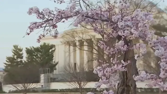 Cherry Blossoms