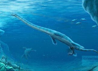 Dinocephalosaurus: 240-Million-Year-Old Dragon Fossil Dinocephalosaurus