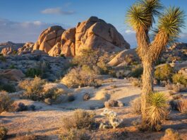 Joshua Tree National Park’s $5M Renovation – What to Expect Joshua Tree Park Upgrade For This Season