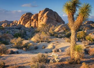 Joshua Tree National Park’s $5M Renovation – What to Expect Joshua Tree Park Upgrade For This Season