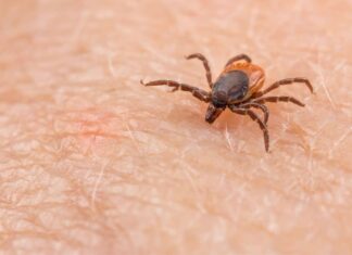 Tick-Borne Illnesses on the Rise in USA 2025: Climate Change and Public Health Crisis Tick-Borne Illnesses