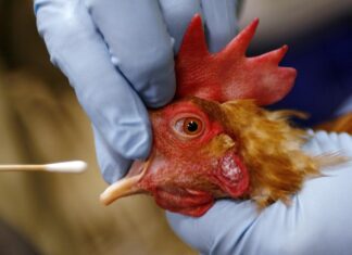 H5N1 Bird Flu: New Pandemic Threat Looms Globally H5N1 Bird Flu