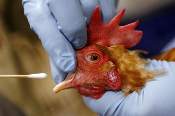 H5N1 Bird Flu