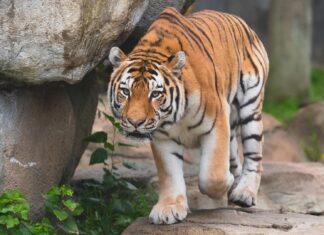 Amur Tiger Pavel Dies at Indianapolis Zoo: A Loss for Conservation Amur Tiger Pavel